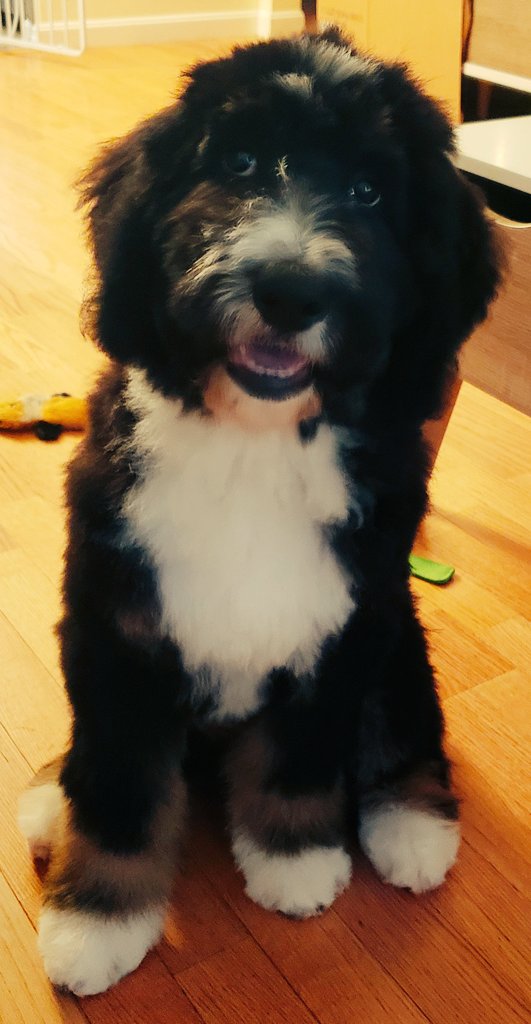 Fluffy as a cloud post groomers