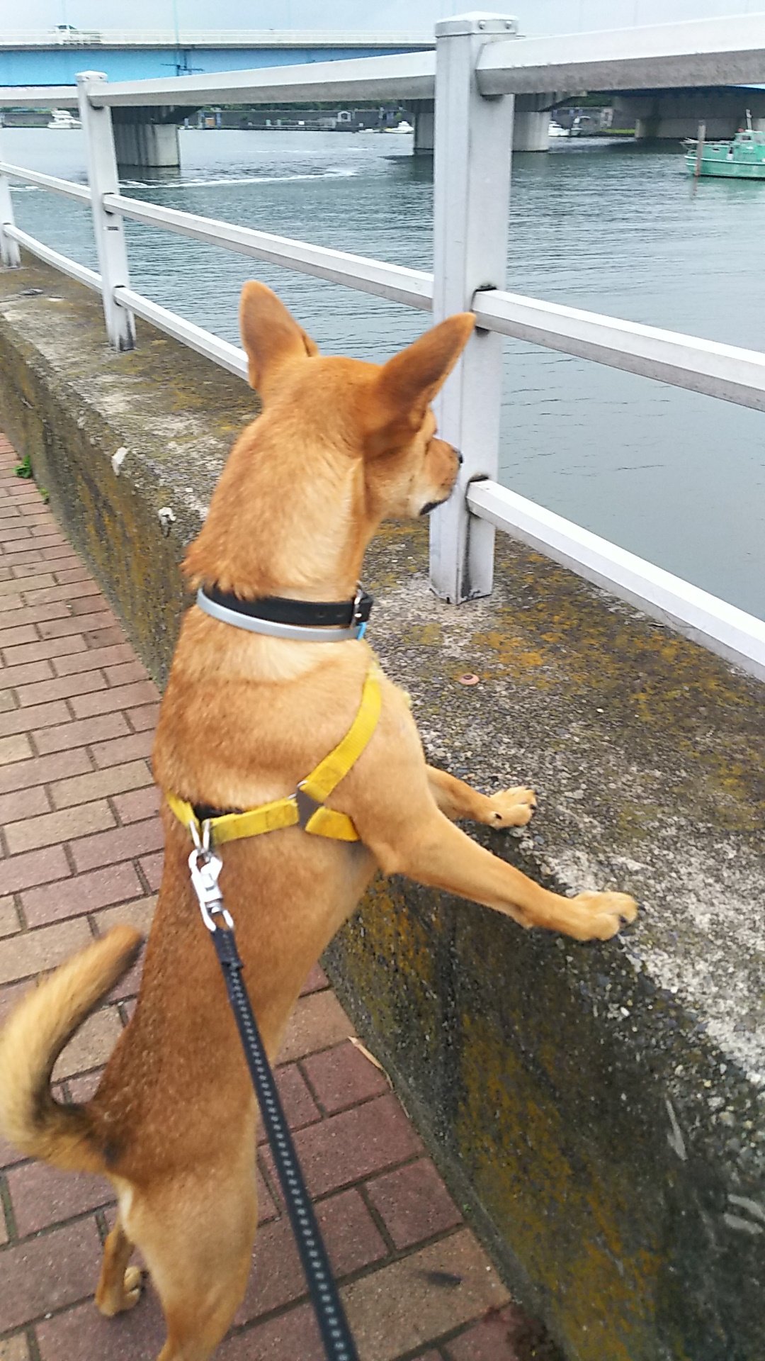コマさん 犬ネタ 今朝の庭警備保障 外回り ワン岸警備 異常なし コマちゃん 保護犬 愛犬 雑種犬 警備犬 湾岸警備 綜合警備保障 結果は保障しない 庭警備手薄 T Co 7s1sh93pjm Twitter