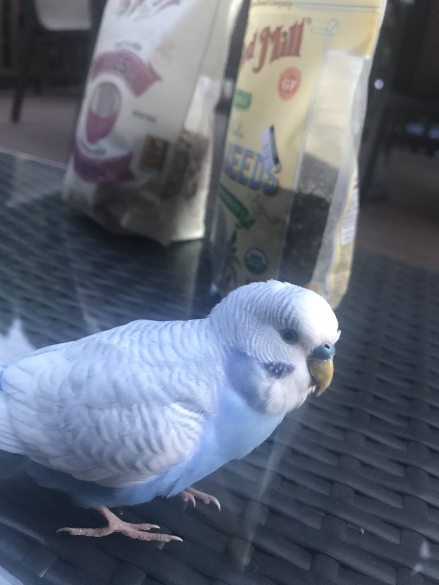 matttcal's tweet photo. Light blue parakeet (most likely male) found on Cypress St, Floral Park at ~730PM. Please contact myself at (516)4776447 or FPPD https://t.co/fCgCLSRDSP
