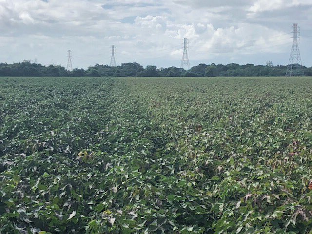 Brad79457759's tweet photo. Can you see the line in this Cotton crop?  #Nachus for the win on the left!  This is Nachurs #StartToFinish program on Cotton. #TripleOption #CropMax #FinishLine #KFuel #BioKBeene https://t.co/5jpKhQoE6y