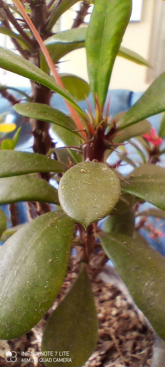 blogdenotas's tweet photo. Aquí algunas fotos con el #Note7Lite de #Infinix. Por ahí el macro y el selfie con modo belleza (aunque no lo parezca). https://t.co/hXBTw2dVrW