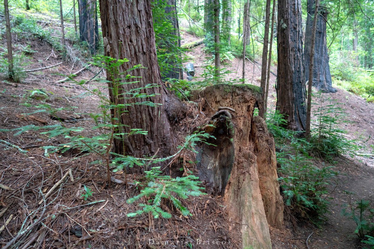 Coast Redwoods can also sprout new trunks from a special structure called a lignotuber or basal burl/burr...but that's a story for next time. 