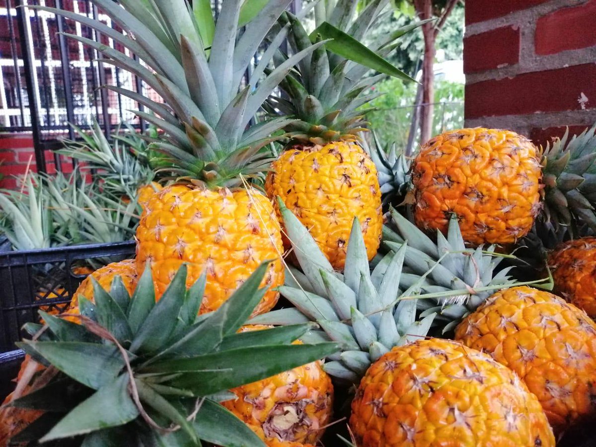 Amigos de #Bucaramanga, debido al covid la cosecha de 🍍 Piña Oro Miel no se ha podido vender, es por eso que les estamos ofreciendo si gustan, hagan sus pedidosby se les llevan a casa sin costo adicional.
#Gracias.