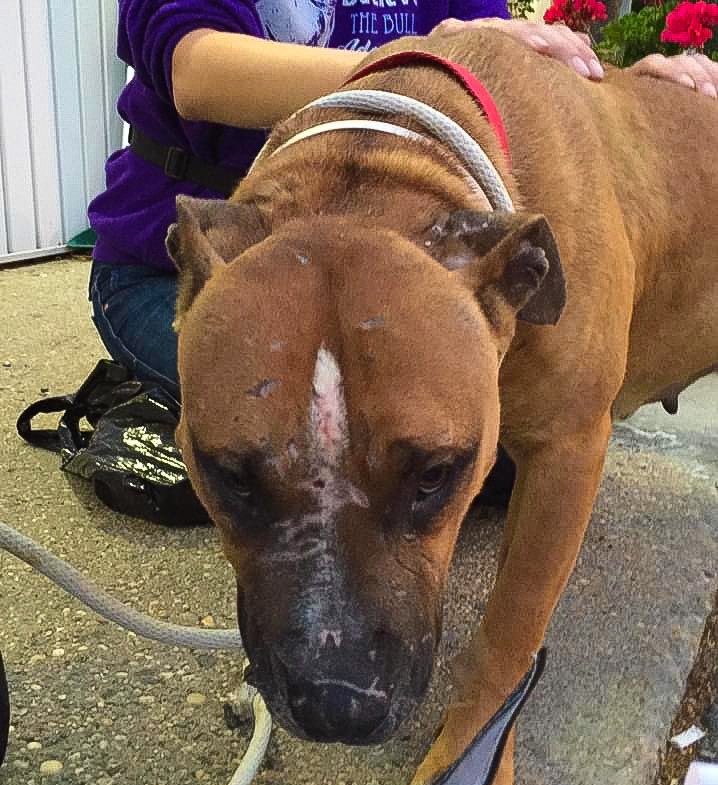 Meet Sweet P who came to my shelter in ‘16 after being dumped. Her body evidenced being used as ‘bait’ for dog fighters. After non-stop shaking at the shelter a volunteer opened her home to her. But now has cancer &amp; her mom jobless due to COVID. Donate/RT! gofundme.com/f/sweet-p039s-…