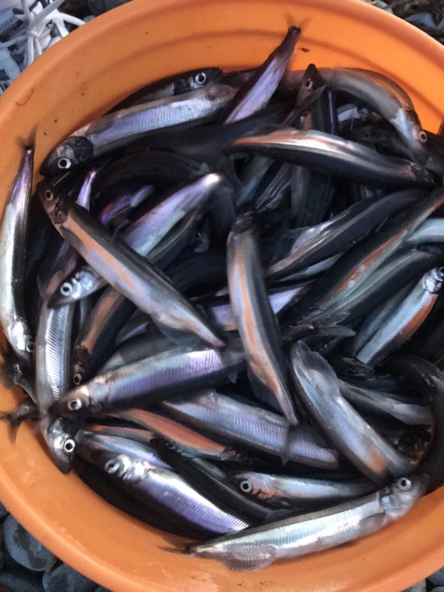 pacman1167's tweet photo. Capelin rolling on Outer Cove Beach tonight. This was our catch for tonight! #capelinroll2020 #ecapelin https://t.co/P9wxxq039W