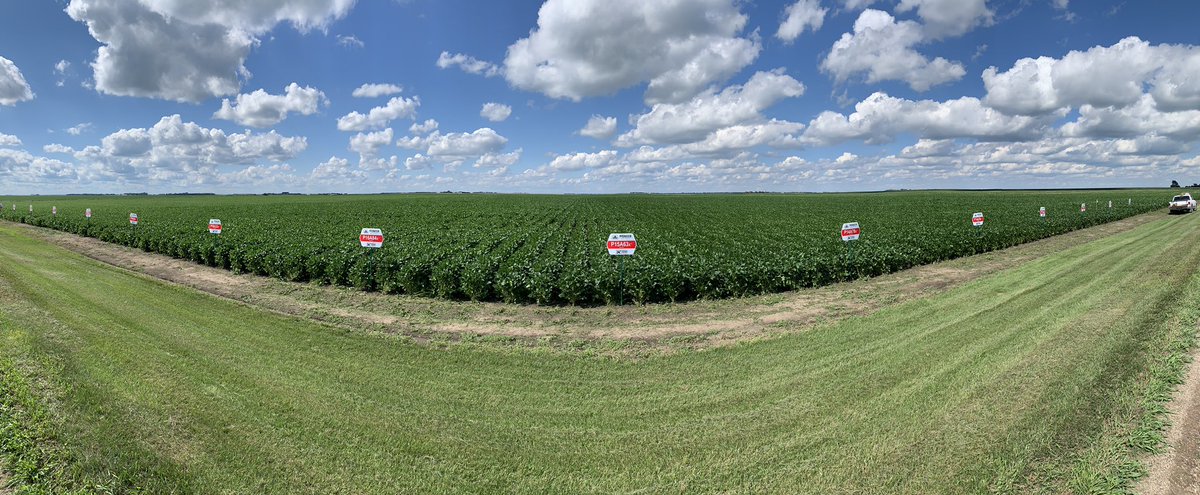 MarzahnAg's tweet photo. What a great day to get the plot signs up! Nice cooler day after a shot of rain last night! The corn and beans are looking fantastic this year! Looking forward to seeing the results come harvest! @PioneerSeeds @pivotbio https://t.co/SmQOlnn1P8