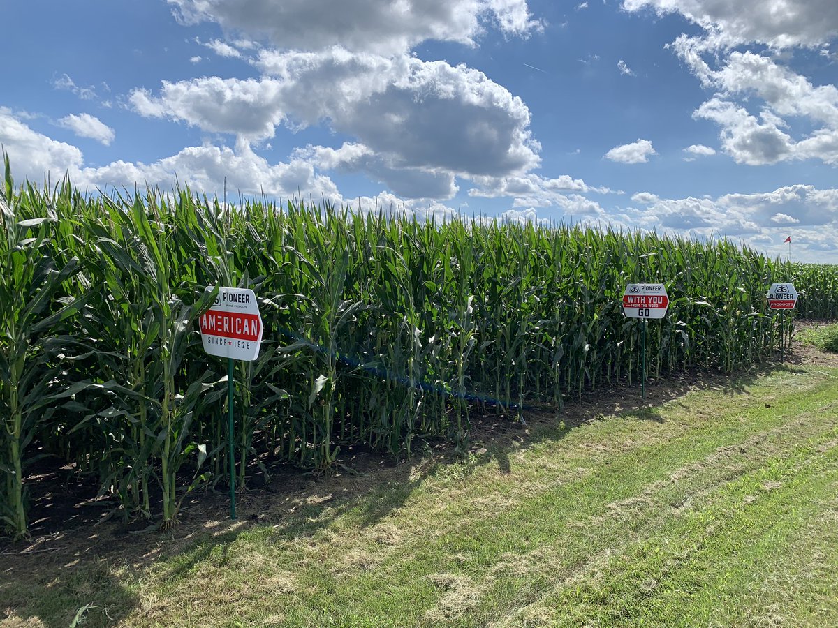 MarzahnAg's tweet photo. What a great day to get the plot signs up! Nice cooler day after a shot of rain last night! The corn and beans are looking fantastic this year! Looking forward to seeing the results come harvest! @PioneerSeeds @pivotbio https://t.co/SmQOlnn1P8