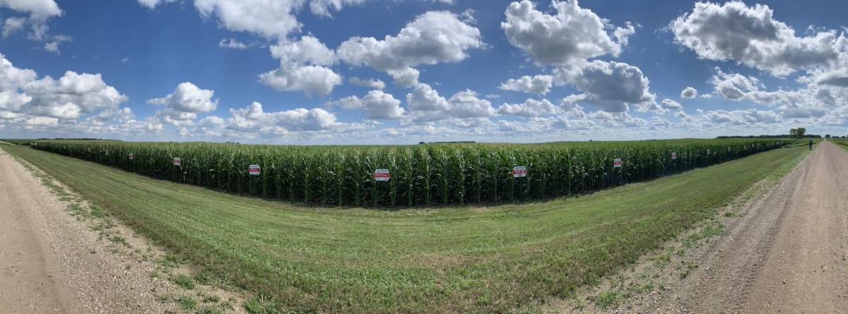 MarzahnAg's tweet photo. What a great day to get the plot signs up! Nice cooler day after a shot of rain last night! The corn and beans are looking fantastic this year! Looking forward to seeing the results come harvest! @PioneerSeeds @pivotbio https://t.co/SmQOlnn1P8