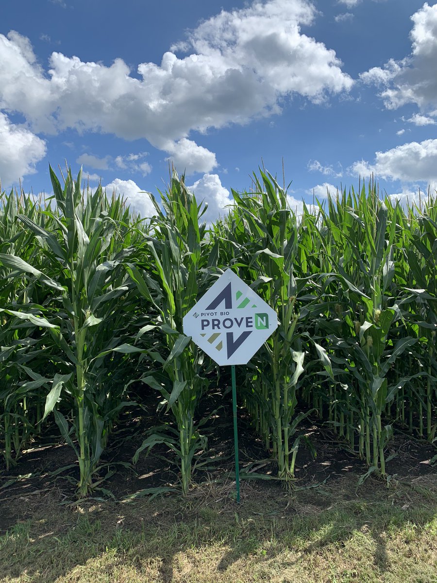 MarzahnAg's tweet photo. What a great day to get the plot signs up! Nice cooler day after a shot of rain last night! The corn and beans are looking fantastic this year! Looking forward to seeing the results come harvest! @PioneerSeeds @pivotbio https://t.co/SmQOlnn1P8