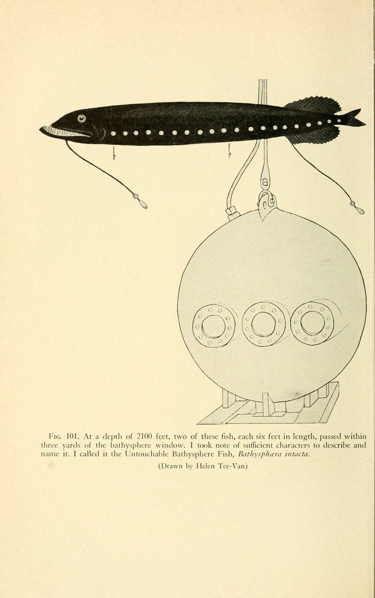 Trey_Explainer's tweet photo. Some of my favorite lesser-known cryptids out there are William Beebe’s “untouchable” fish. In the 1930s, he supposedly saw several bizarre species in the dark from inside his bathysphere. We have still yet to find any physical evidence of these fish beyond his descriptions. https://t.co/MmJznE3EEw