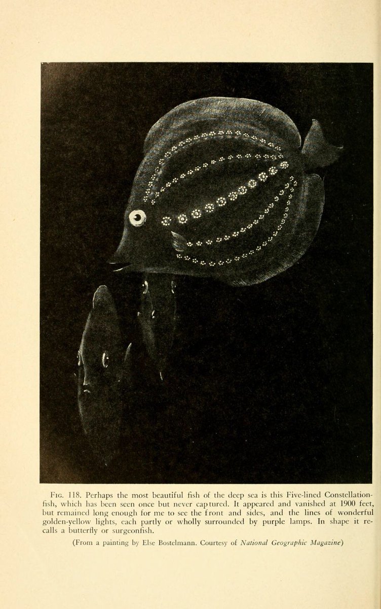 Trey_Explainer's tweet photo. Some of my favorite lesser-known cryptids out there are William Beebe’s “untouchable” fish. In the 1930s, he supposedly saw several bizarre species in the dark from inside his bathysphere. We have still yet to find any physical evidence of these fish beyond his descriptions. https://t.co/MmJznE3EEw