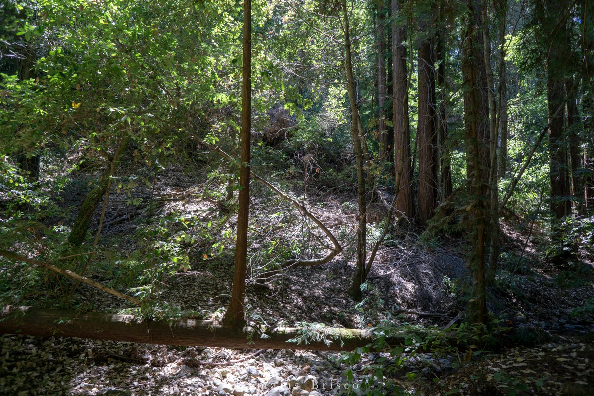 I found a couple more photos of a fallen Coast Redwood growing reiterated trunks - one of them a couple feet over a creek bed! This is Middle Lagunitas Creek, just south of Lake Lagunitas.
