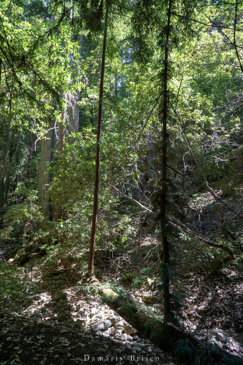 I found a couple more photos of a fallen Coast Redwood growing reiterated trunks - one of them a couple feet over a creek bed! This is Middle Lagunitas Creek, just south of Lake Lagunitas.