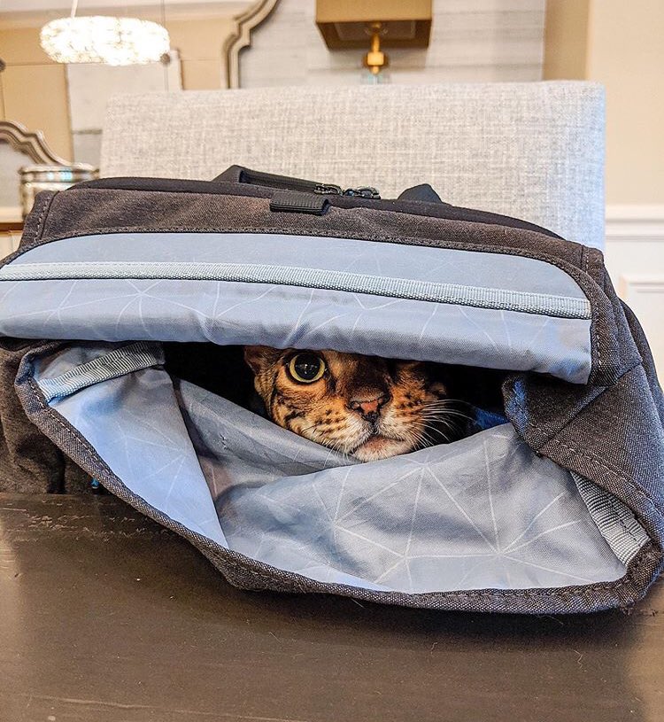 ❫ Só analisando a audácia desse gato em se enfiar nas minhas coisas durante o trabalho. #tommo