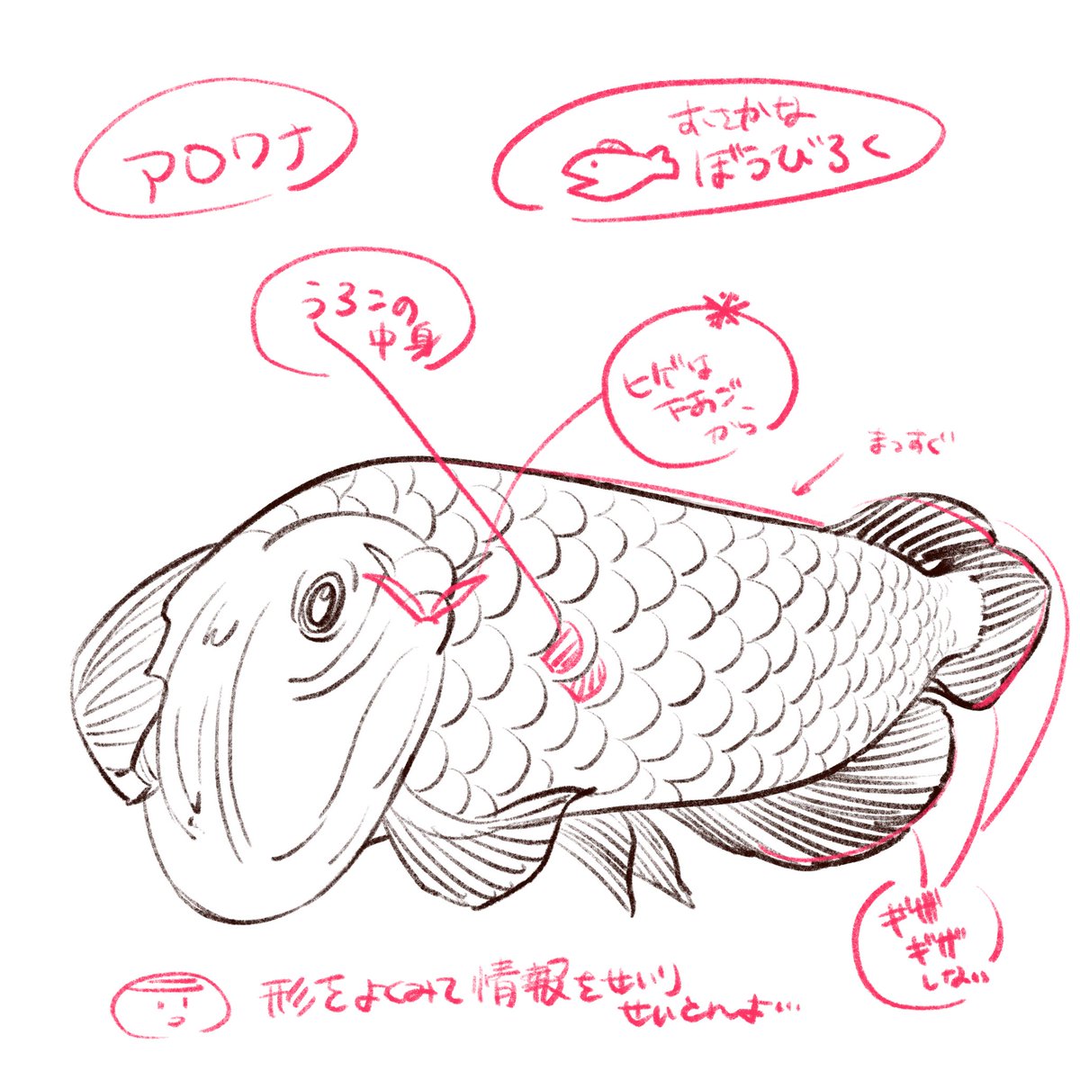 お魚忘備録アロワナ? 