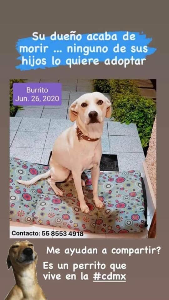 ¡Lomito en adopción! Se quedó sin humano y busca un hogar con mucho amor. Contacto: 5585534918
¿Me ayudan a compartir 🙏?