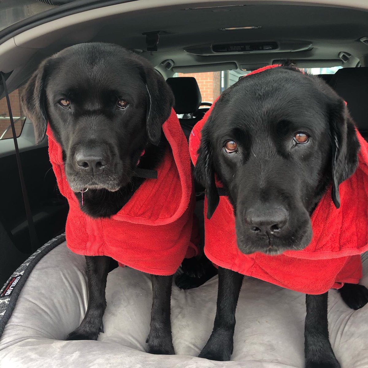 PADSk9Merlot's tweet image. 1 bath. 2 times the sadness. 
#firstworlddogproblems #dogsagainstbaths #tuesdaybluesday #blackbeauties #Twosday #merlot #padschanel #dogsoftwitter @PADSdogs @petvalu @reginapolice