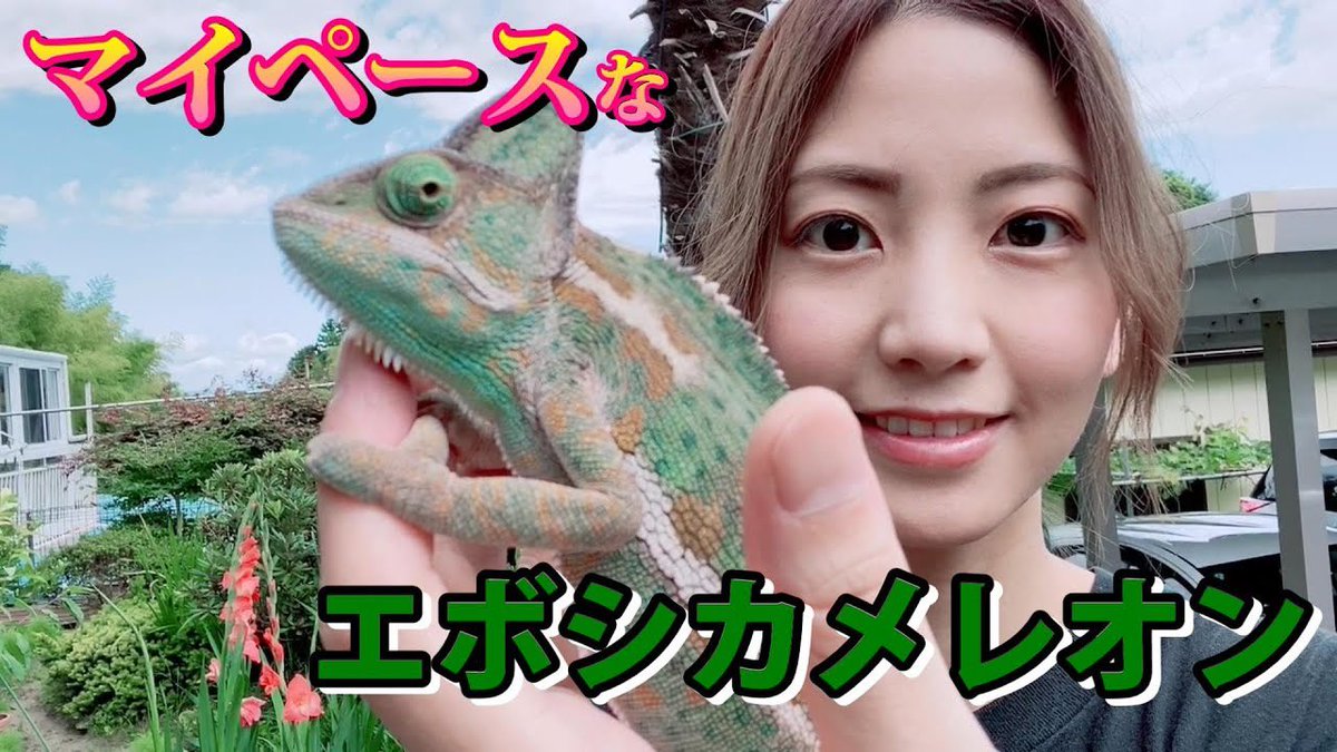 デュビア販売 Reptown V Twitter マイペースなエボシカメレオン Youtube更新しました ただのほのぼの動画です T Co 1nydgl6phv エボシカメレオン カメレオン 爬虫類 Youtube デュビア販売 Reptown V Twitter マイペースなエボシカメレオン Youtube更新しました ただのほのぼの動画です T Co 1nydgl6phv エボシカメレオン カメレオン 爬虫類 Youtube
