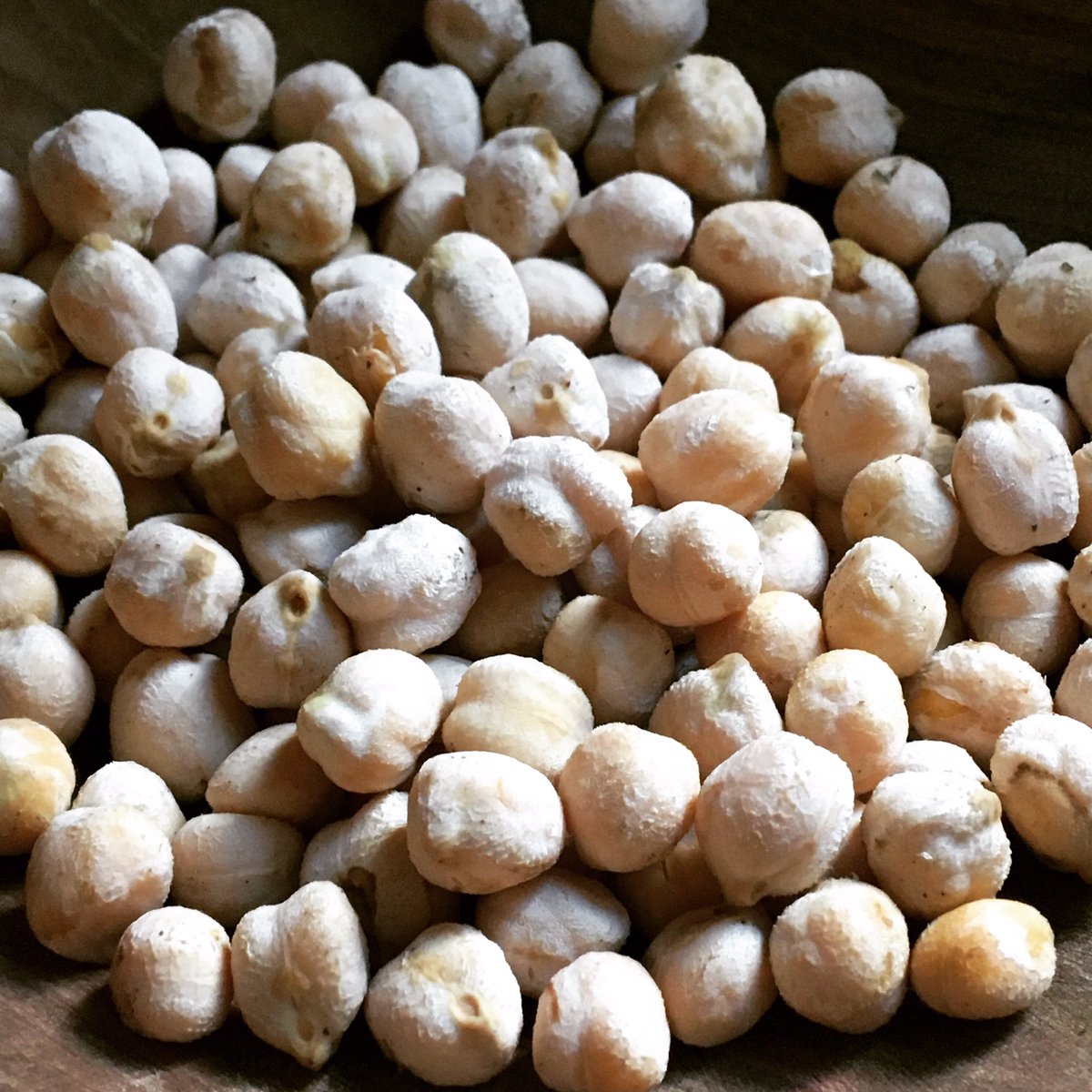 The Buffalo Seed Company Kabuli Type Chickpea Landrace From Siirt Turkey Starting To Push Out Some Goodness In Our Dry Farming System Here In Kansas Chickpea Has Been Cultivated For