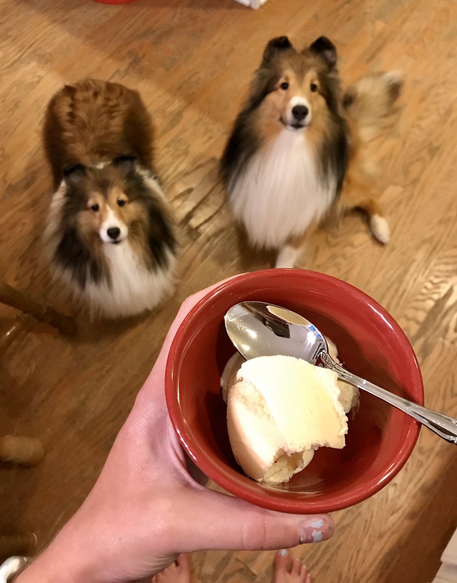 taylorbseay19's tweet photo. The best part of #VirtualAnimalScience2020 is enjoying awesome animal science talks and our own animals at home at the same time, they even got to join in on eating some ice cream for the virtual ice cream social!๐ถ๐จ #anisci #AniSci_IceCream @CritterChatter https://t.co/IwCDbCwuAc