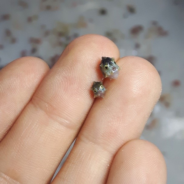 ausgeo's tweet photo. Ever seen a baby sunfish before? Well, they're teeny tiny. 🌞🐟 📷 Amy Coghlan https://t.co/8vYMq1iqk5