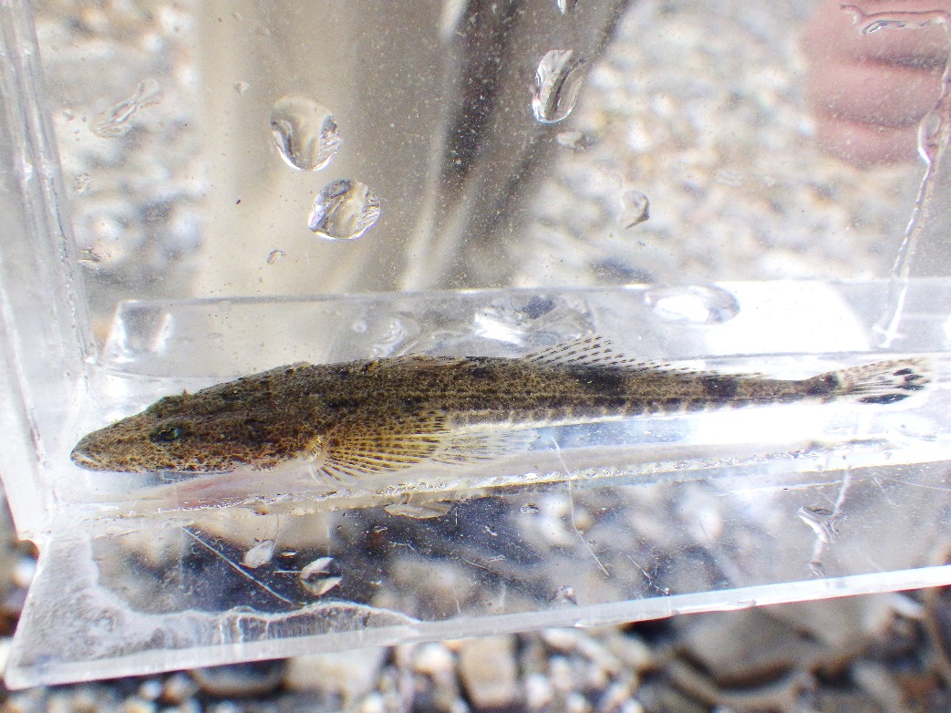 農林水産省 実はマゴチはエサ釣りでも人気のある対象魚です 諸説あるそうですが 釣り方を表す マゴチ ヒラメ40 という言葉があります ヒラメに比べてマゴチの方が魚体に丸みがあり 視界の広さから エサを見つけやすく針がかかりやすいことから 農林水産省 実はマゴチはエサ釣りでも人気のある対象魚です 諸説あるそうですが 釣り方を表す マゴチ ヒラメ40 という言葉があります ヒラメに比べてマゴチの方が魚体に丸みがあり 視界の広さから エサを見つけやすく針がかかりやすいことから
