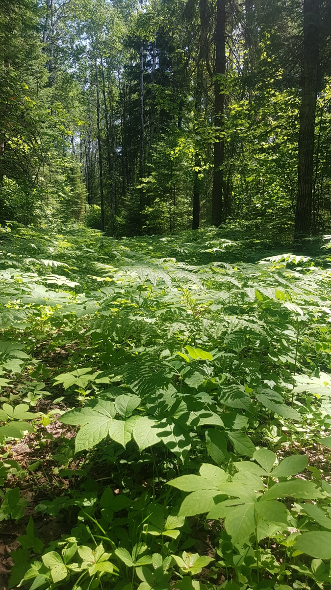 And if you need to get away from it all, Cedar Bay Recreation Centre is just minutes away from downtown, with numerous trails for hiking, horse-riding, fat-biking, snowshoeing, cross-country skiing, and snowmobiling.