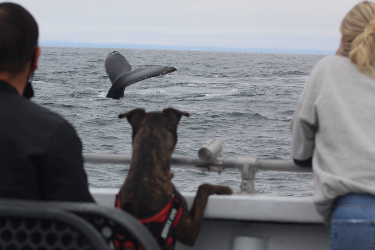 MBayWhaleWatch's tweet photo. Can’t beat dog friendly whale watching! Check out these two pups who certainly enjoyed themselves today! #mbww #gowhales #seemonterey #dogfriendlymonterey #dogs #whalewatching https://t.co/F0wRkfqOHI