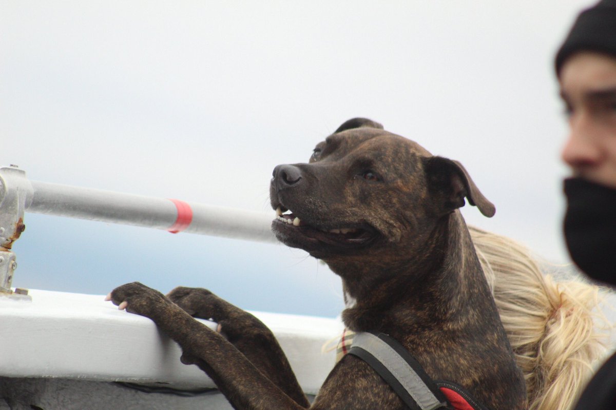 MBayWhaleWatch's tweet photo. Can’t beat dog friendly whale watching! Check out these two pups who certainly enjoyed themselves today! #mbww #gowhales #seemonterey #dogfriendlymonterey #dogs #whalewatching https://t.co/F0wRkfqOHI