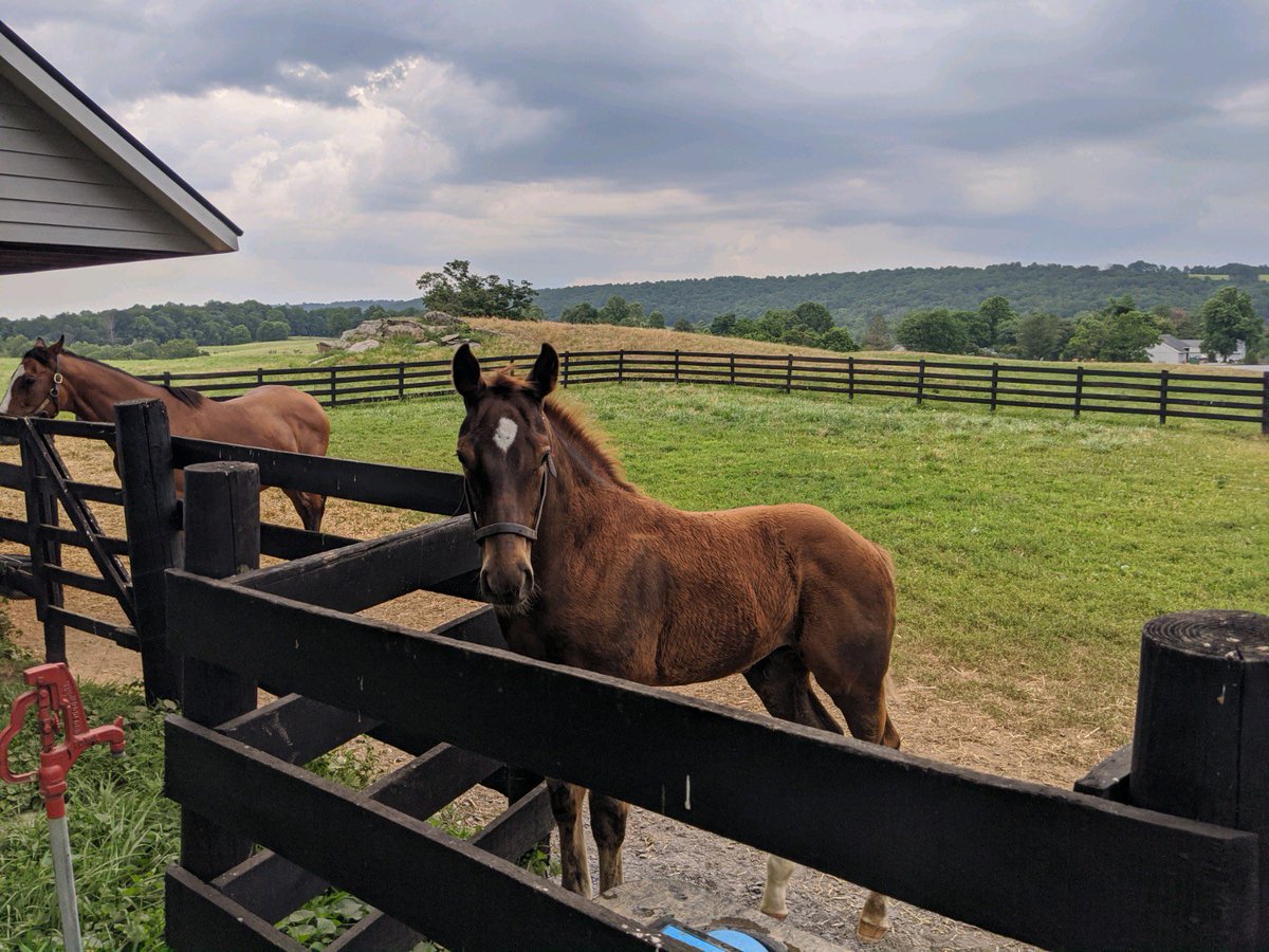 cibelliracing's tweet photo. Sawyer’s foal ⁦@njbreds⁩ ⁦@Goodwoodracing⁩ #vacertified #thefuture https://t.co/fE6YoTuWVP