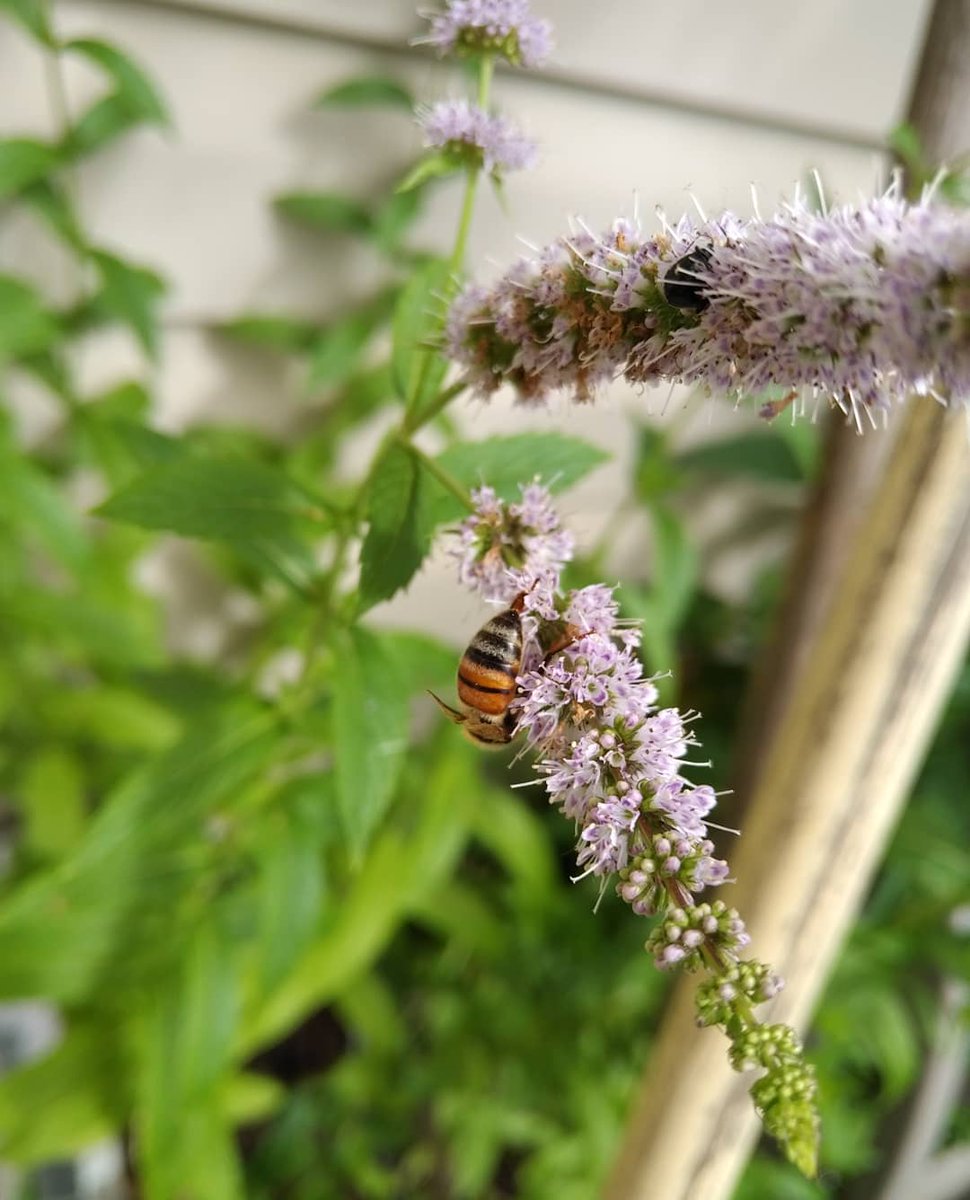 stephgray88's tweet photo. Today's #bubbleofpositivity is brought to you by the letter B and the number 3: Two little bees on my mint flowers and a cuddly wee bun. #dailybee #dailybunny #breathe #keepcalm #stilldoingthistogether #SunnyBunny #bunnylove https://t.co/svoAzqJOPN
