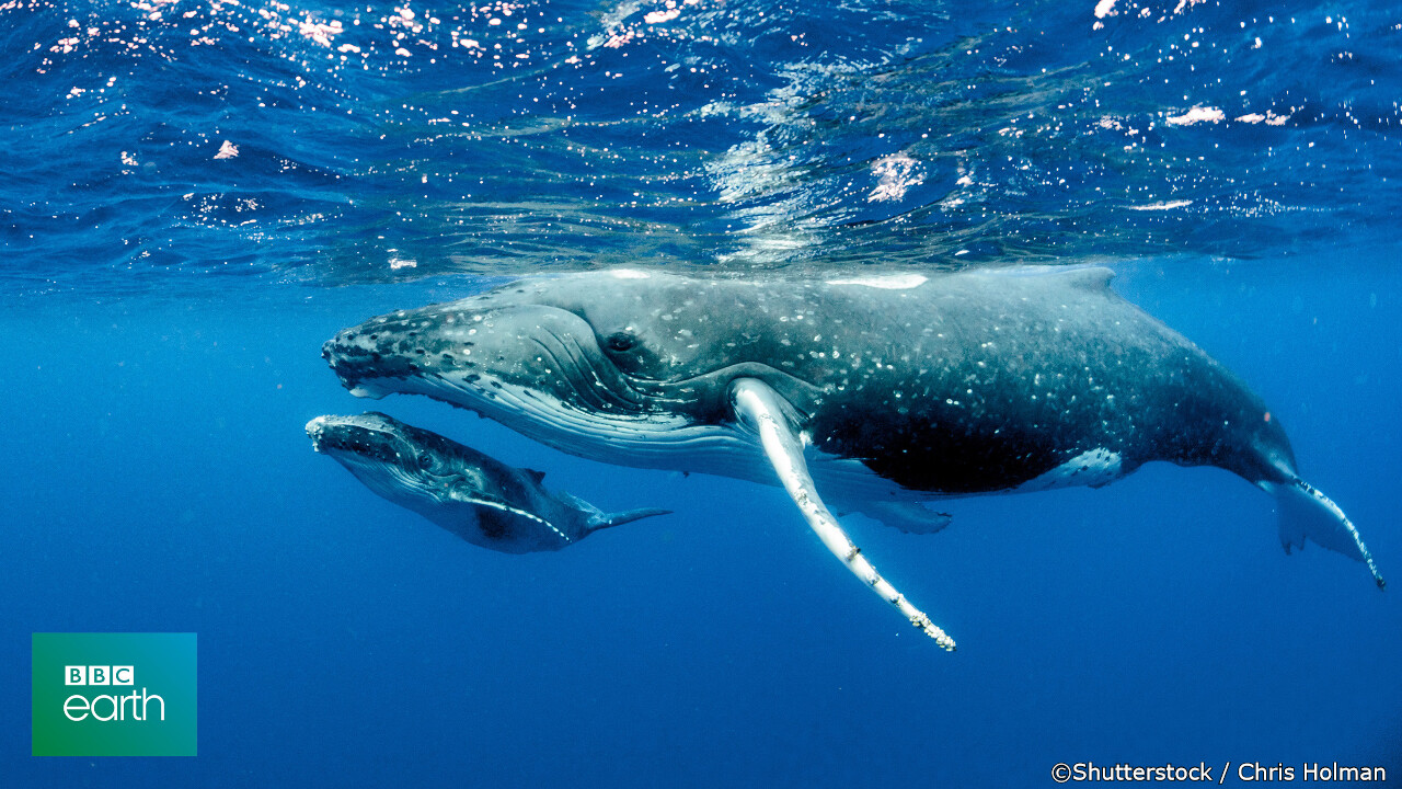 bbcearth japan (@bbcearthjapan) / X
