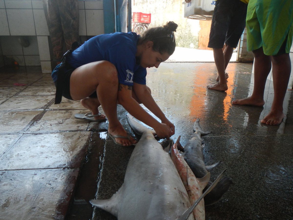 Can't wait to get back to field work and continue studying these amazing creatures! 🦈🦈🌊

#sharks #batoids #elasmobranch #womeninscience #sharkresearch
