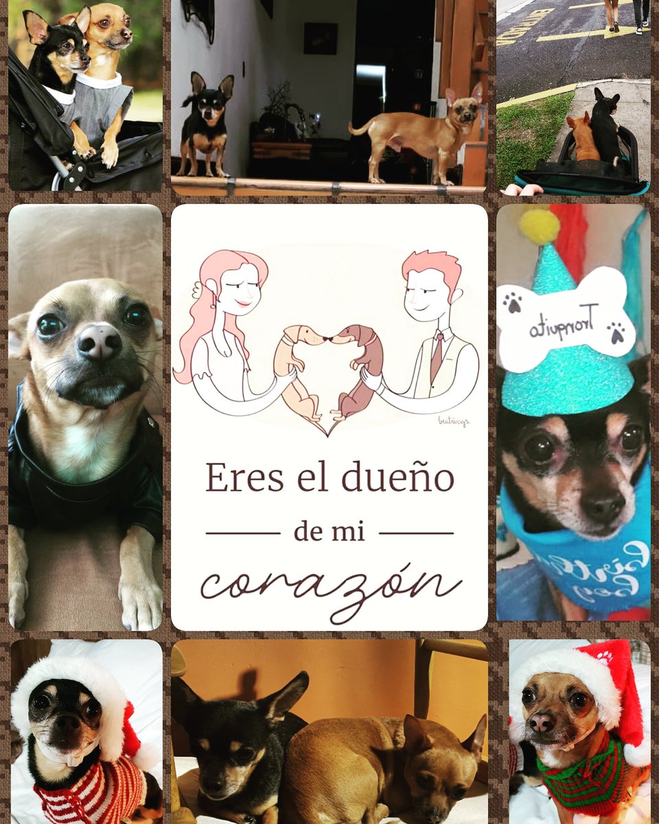 lechitavg's tweet photo. 21 de Julio
Día Mundial del Perro
#palitronqui https://t.co/0dtIRAkK0A