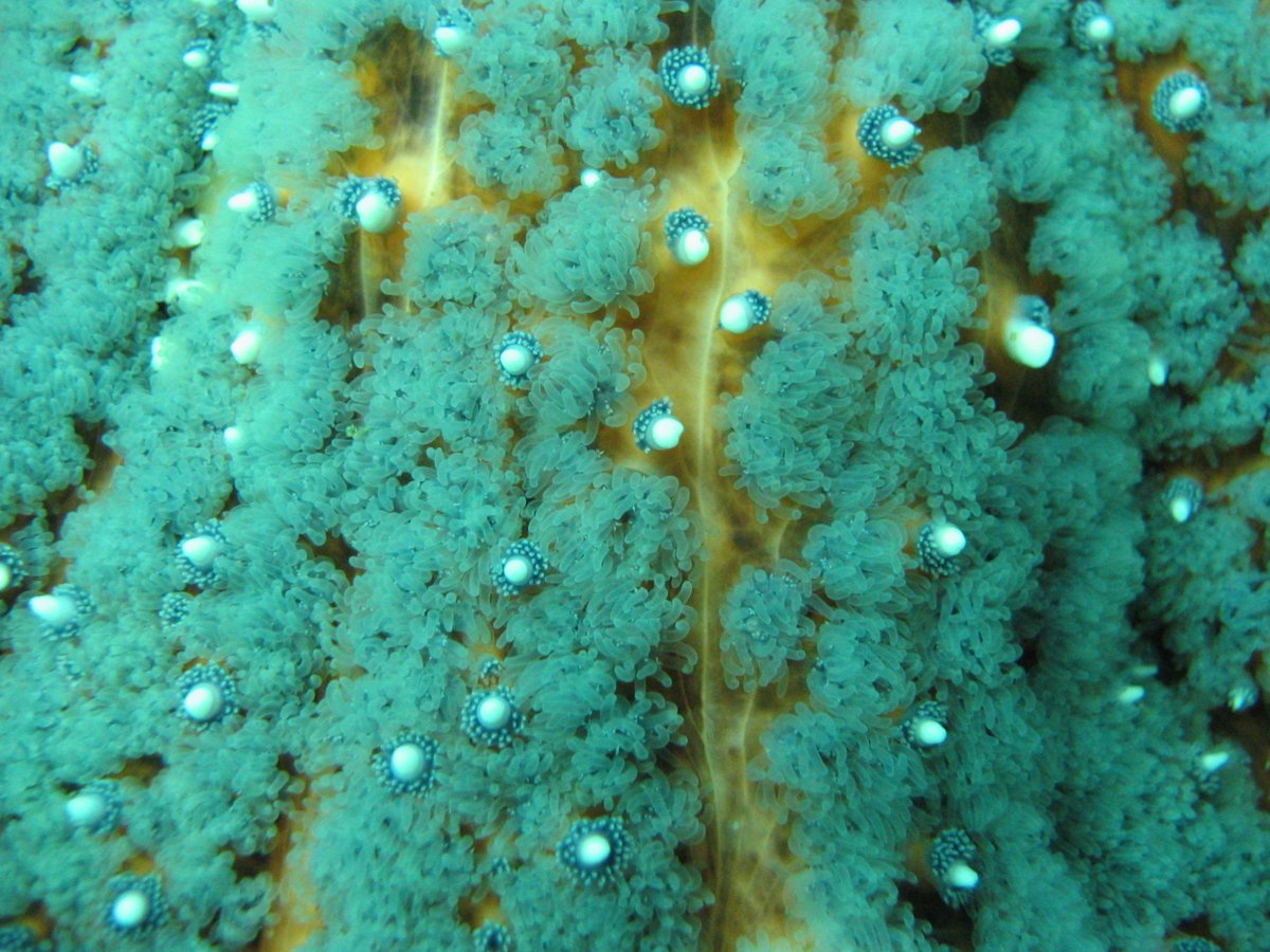 awegalloway's tweet photo. For our work on sunflower star (Pycnopodia) feeding ecology, we are collecting and caring for 20-30 stars. We need to keep track of the individuals. So we name them. They have distinctive shapes and coloration. Would you like an introduction to our friends? #PycnoNomNom My photo. https://t.co/u5jAYIcrQj