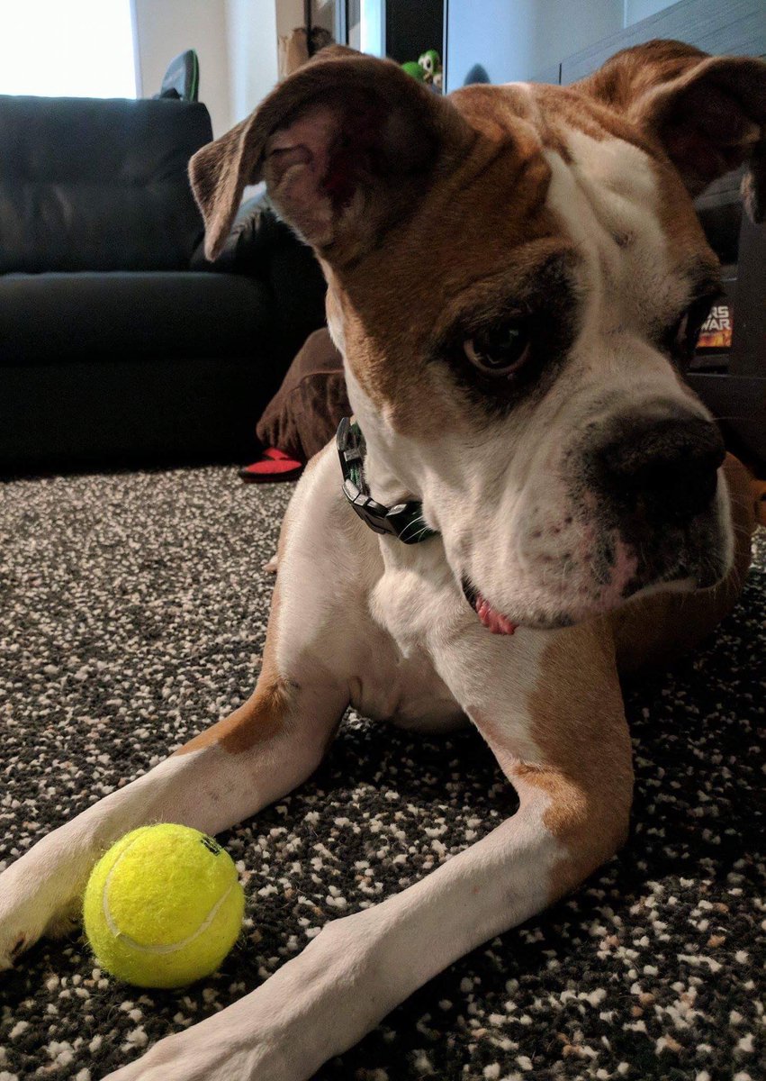 Fitness/Exercise has also gotten me through some of the toughest moments of my life this past year. My best friend of 11.5 yrs left me right before this whole COVID mess. It kept my mind clear after I lost him. Miss you every freaking day, buddy.