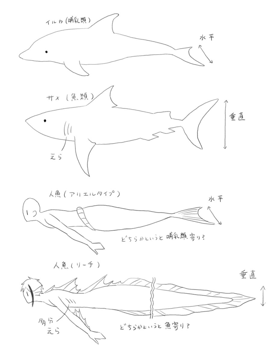 人魚に対する個人的見解らくがき
サメは卵生も卵胎生も胎生もいるそうなので、人魚は胎生でも卵生でも有り得そうですねというかんじ 