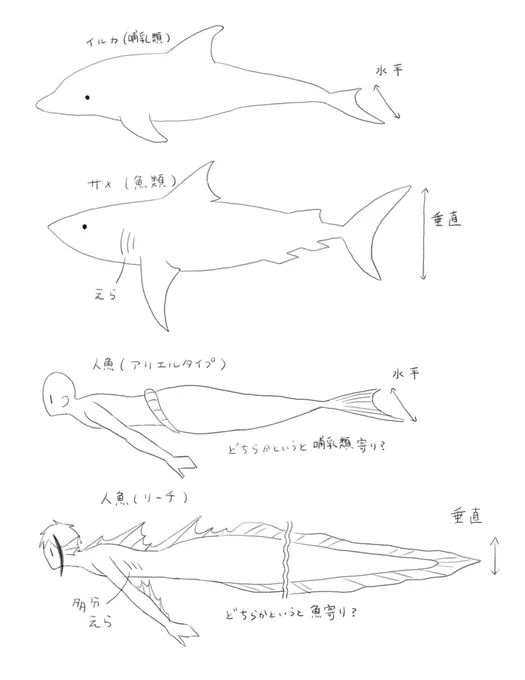 人魚に対する個人的見解らくがき
サメは卵生も卵胎生も胎生もいるそうなので、人魚は胎生でも卵生でも有り得そうですねというかんじ 