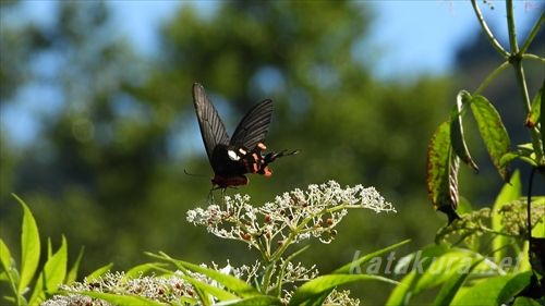 阿里山國家風景區 Twitter Search Twitter