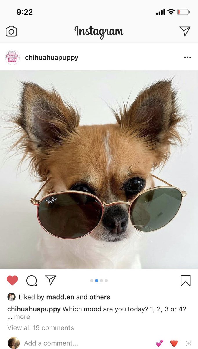 McSavetheBees's tweet photo. Lying in bed scrolling through insta and I literally turned to my dog and said, “omg this is so you” https://t.co/Q4QAuGWRjv