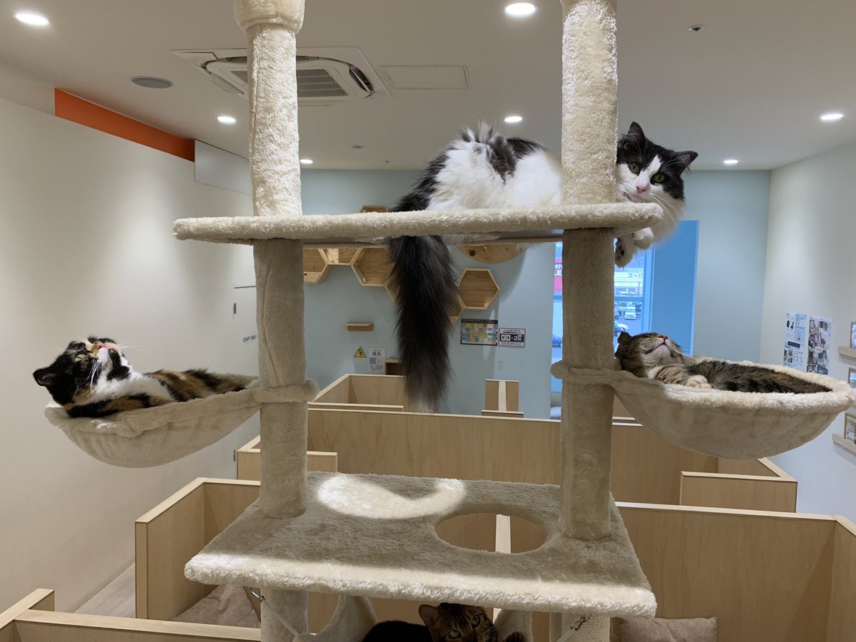 Moff Animal Cafe イオンモール成田店 成田店ついにキャットタワーが導入されました とても大人気です 成田店は男の子より女の子が強いみたいで くつろいでいるのは女の子たちでした そんな中男の子たちは Moffanimalcafe イオン
