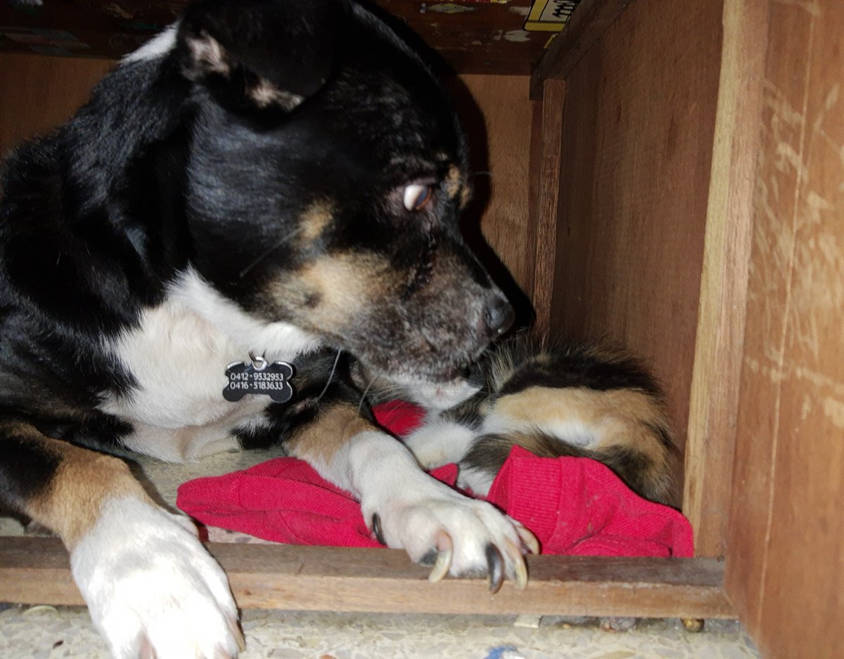 #DiaMundialDelPerro y #Baloo quiere expresar su, excesivo, cariño a la nueva integrante de la familia, que ha sido demasiado querida por #Iñigo y #Frantxo.

#Perro #Gato #Mascota #AnimalesDomesticos #Cuidado #Familia

instagram.com/p/CC7SOYGngg2/…