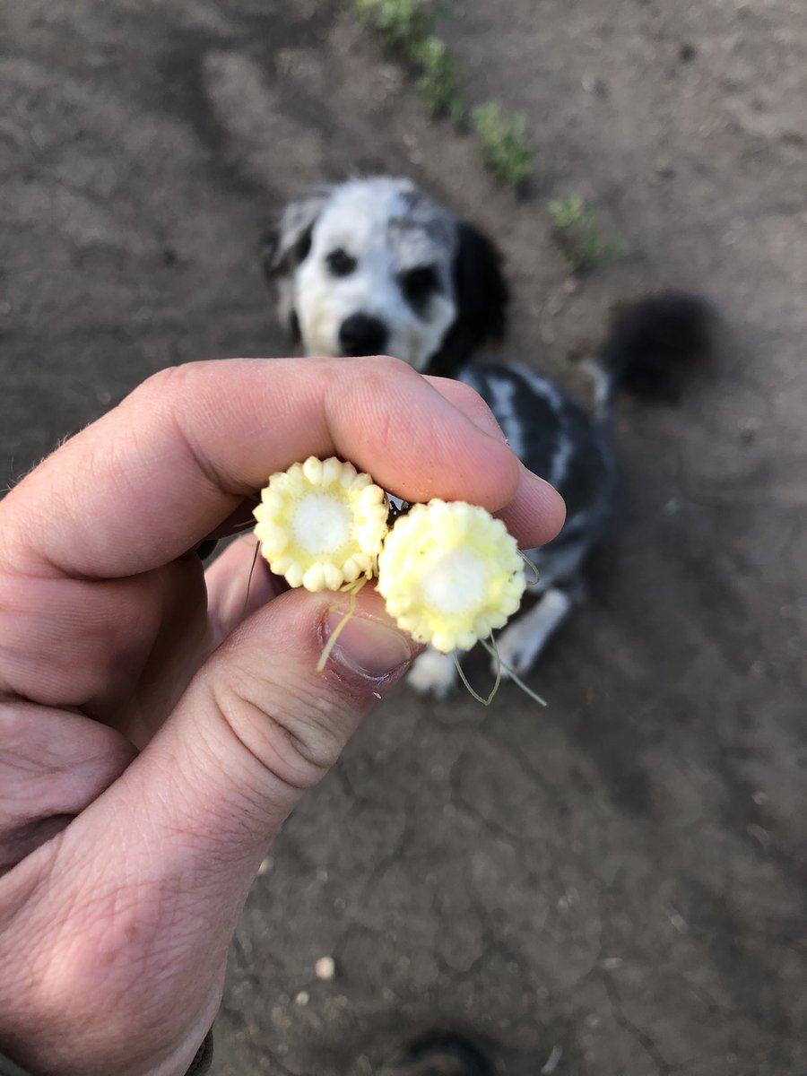 LonetreeSeed's tweet photo. Pulled first ear shoot on @REA_Hybrids 1B780.  20 round.  Not bad for a 79 day hybrid and it’s what makes it the yield standard for sub 80 day corn! Lucy waiting patiently to eat it. https://t.co/EJwveWTA3E