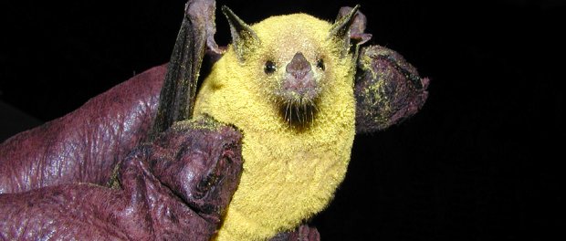 Leptonycteris yerbabuenae - also known as the lesser long nosed bat