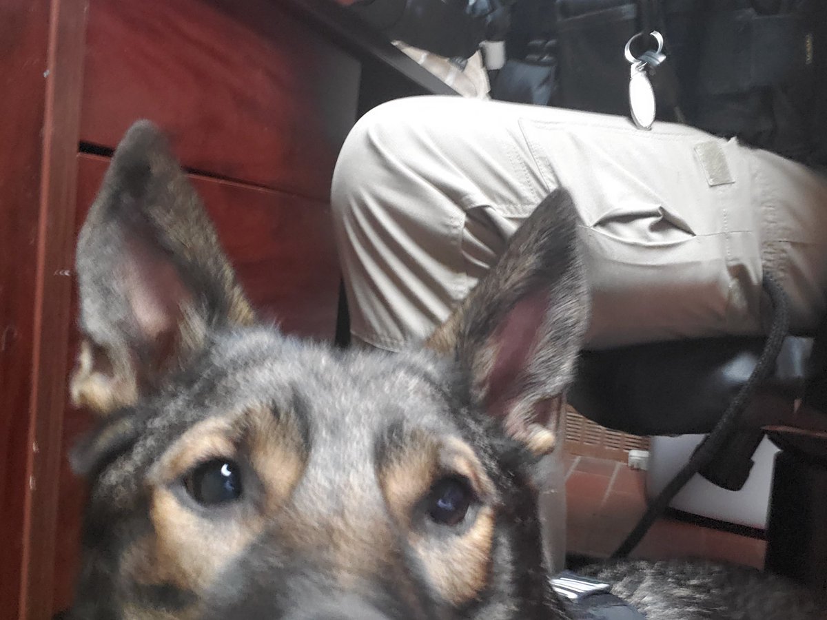 JolcarSecurity's tweet photo. @BPS_K9 https://t.co/NiMH13EzBy