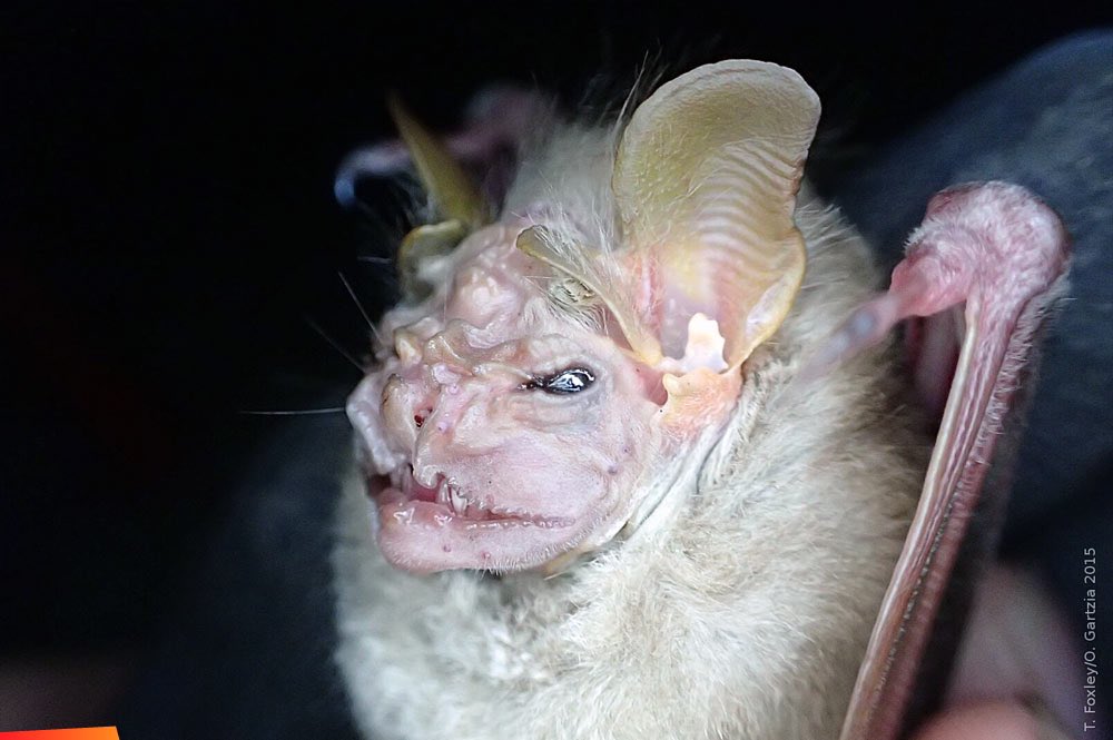 Centurio senex- also known as the wrinkle faced bat