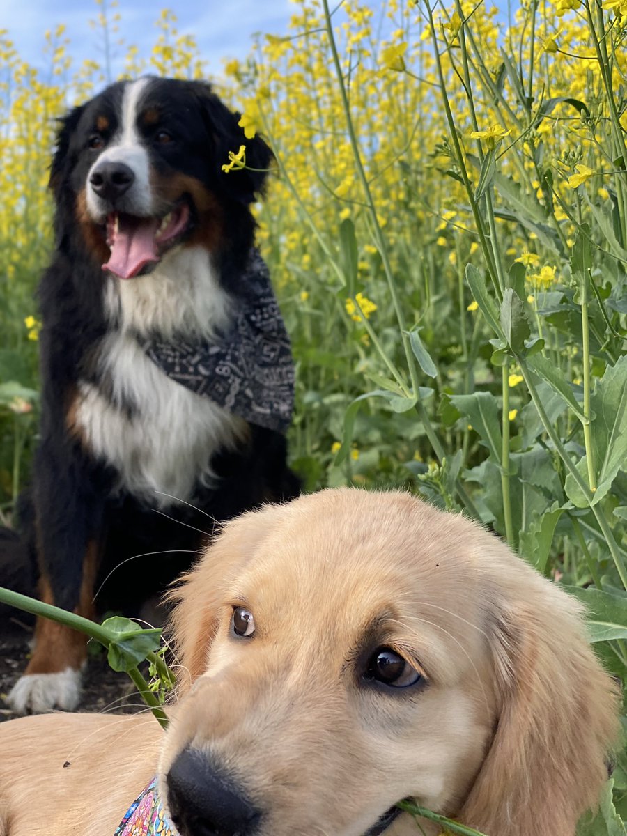 bunsenbernerbmd's tweet photo. Bunsen: “Beaker!  Take an epic majestic picture! Be normal!”

Beaker: CHEWS IN PIRANHA WOLF MODE

#fail #puppy #dogs https://t.co/nsZhoFD5qS