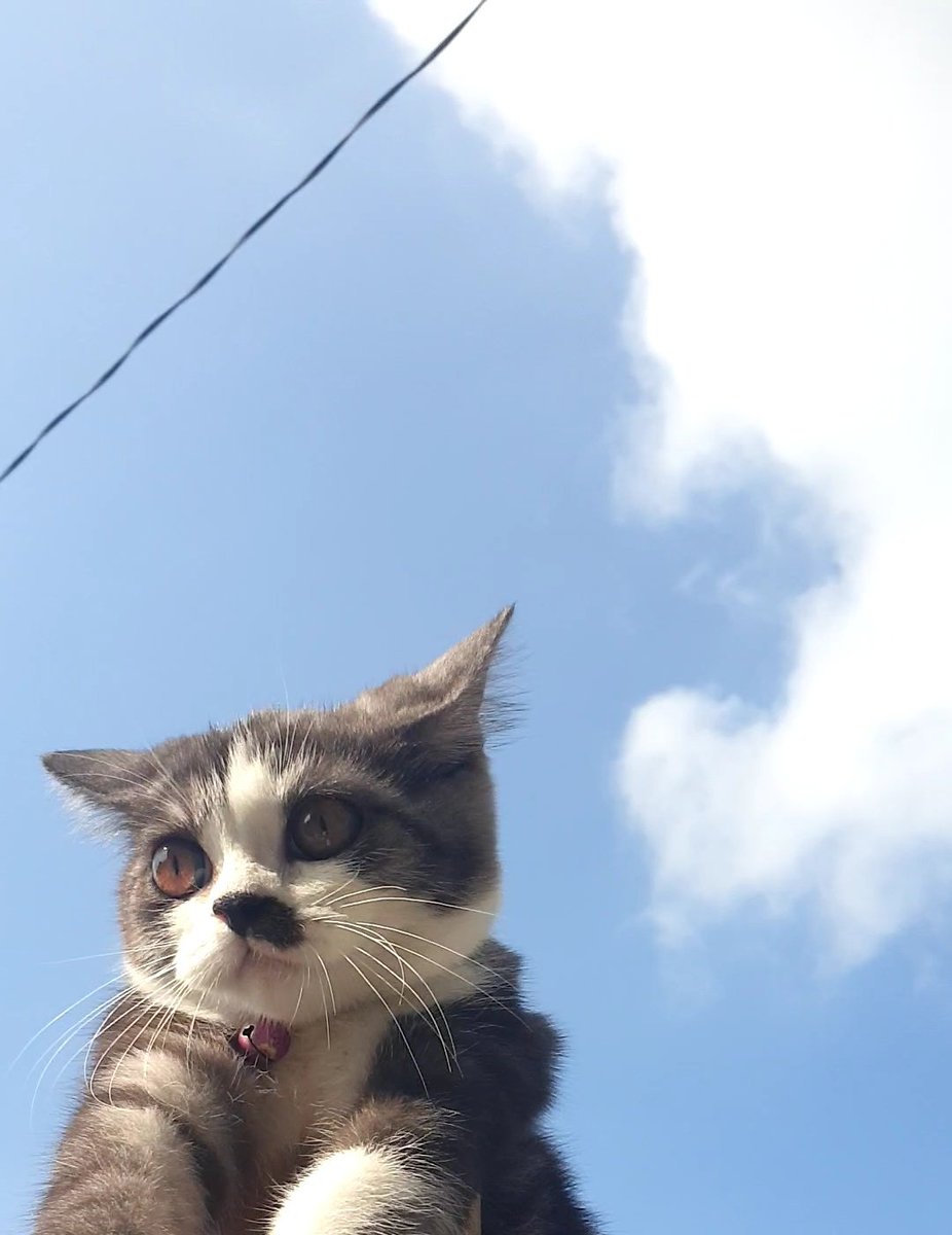 njeryam12's tweet photo. Akhirnya punya foto langit yg estetik deperti majikan lainnn
In frame: #Cemong https://t.co/zoIjGh7mpJ