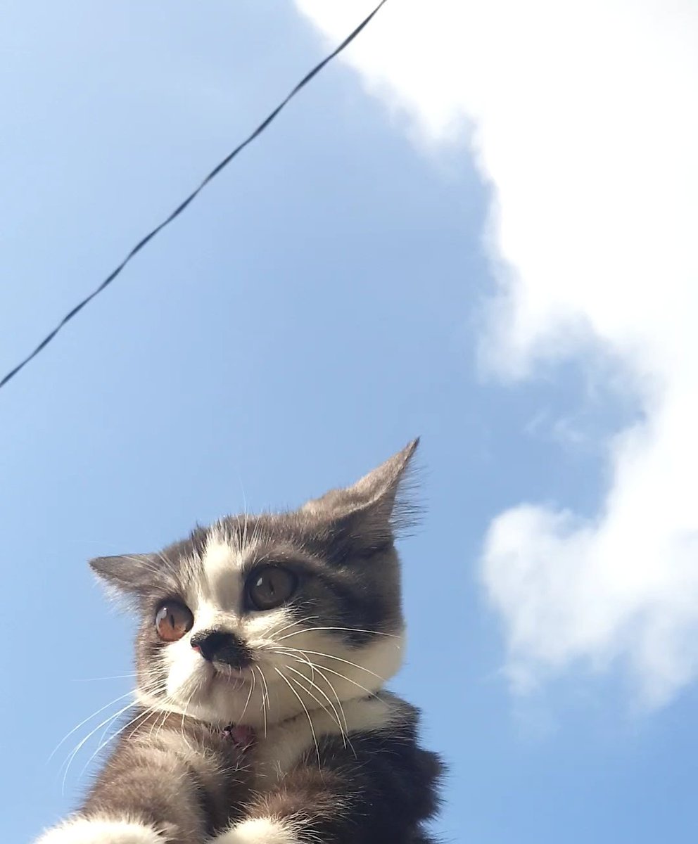 njeryam12's tweet photo. Akhirnya punya foto langit yg estetik deperti majikan lainnn
In frame: #Cemong https://t.co/zoIjGh7mpJ