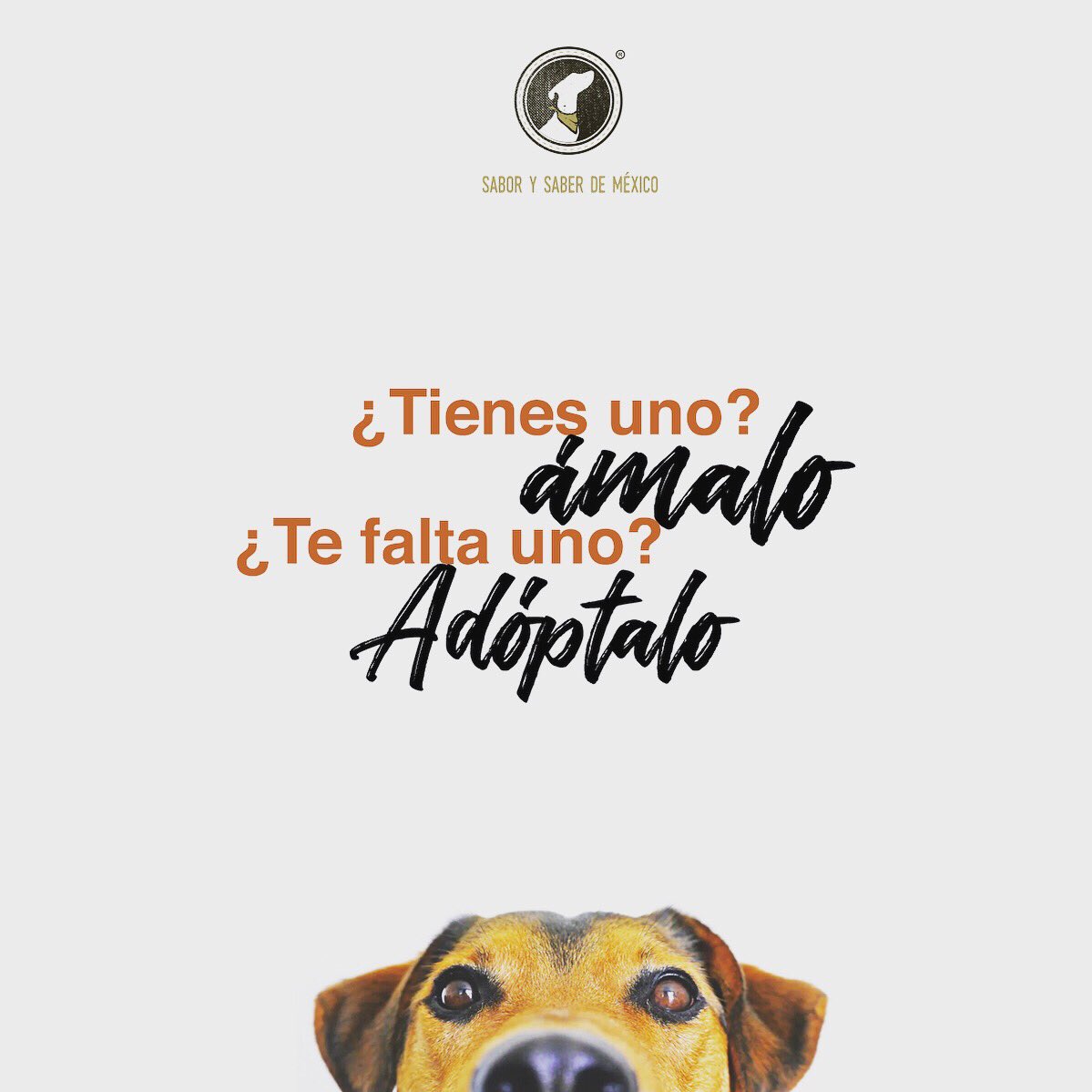 Perro_cafemx's tweet photo. Larga vida a nuestros mejores amigos y que siga el festejo.

Pide tu perro café por inbox o escríbele a @mxentumesa ellos cuidan al perrito como nadie. 

#felizdiadelperro https://t.co/GX7zml7qCn